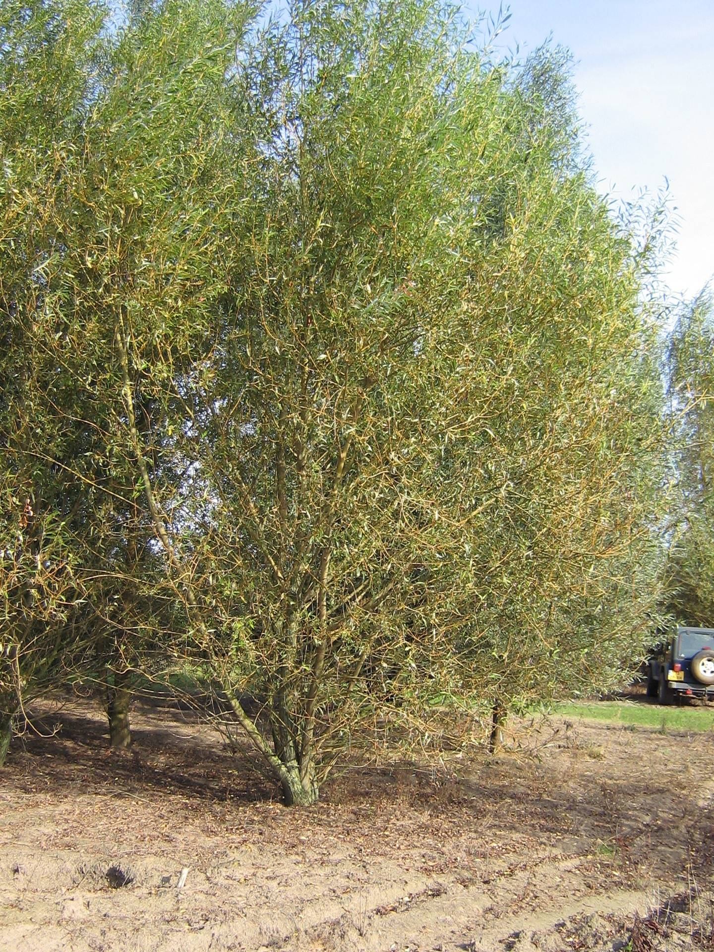 Salix alba Vitellina_02